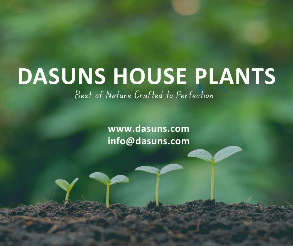 www.dasuns.com_